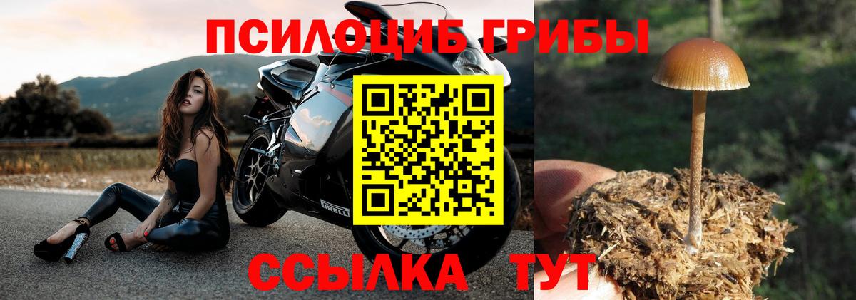 Галлюциногенные грибы прущие грибы  Вход с VPN  купить наркотики сайты  Видное  Галлюциногенные грибы Psilocybe 